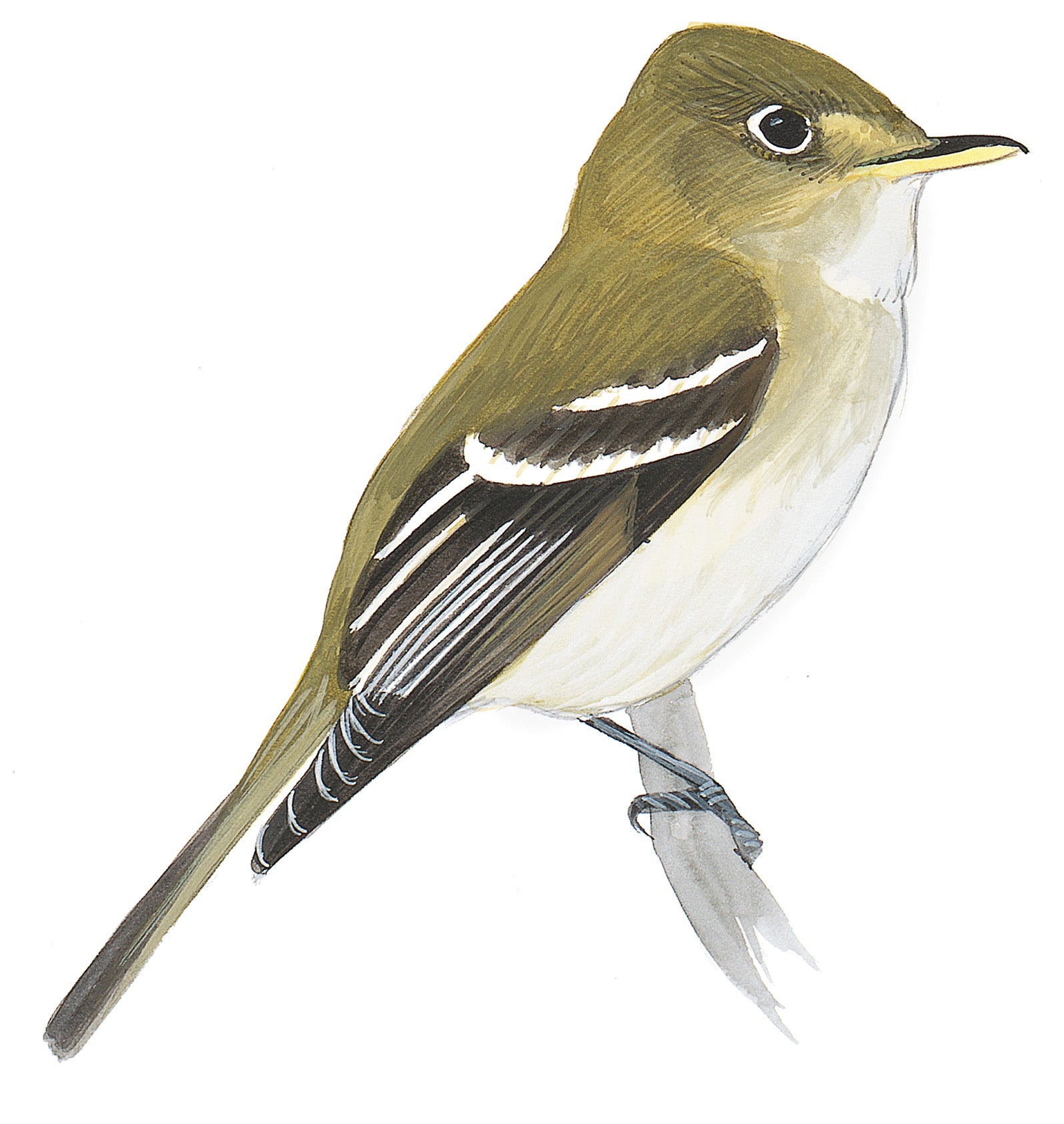 Papamoscas Verdoso Calandria Castaña