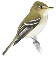 Acadian Flycatcher