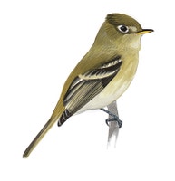 Western Flycatcher