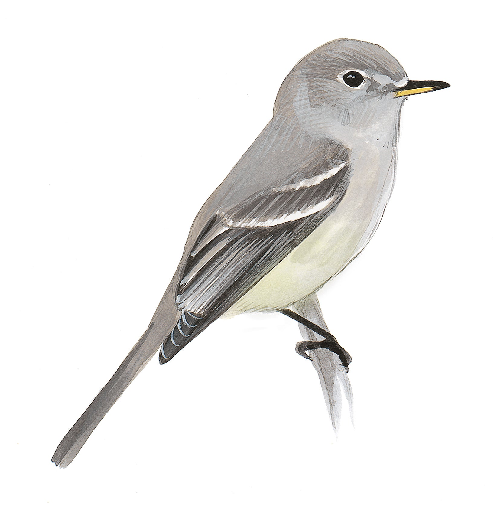 Papamoscas Bajacolita
