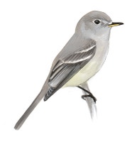 Papamoscas Bajacolita