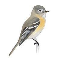 Buff-breasted Flycatcher