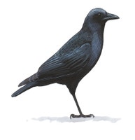 American Crow