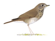 Gray-cheeked Thrush