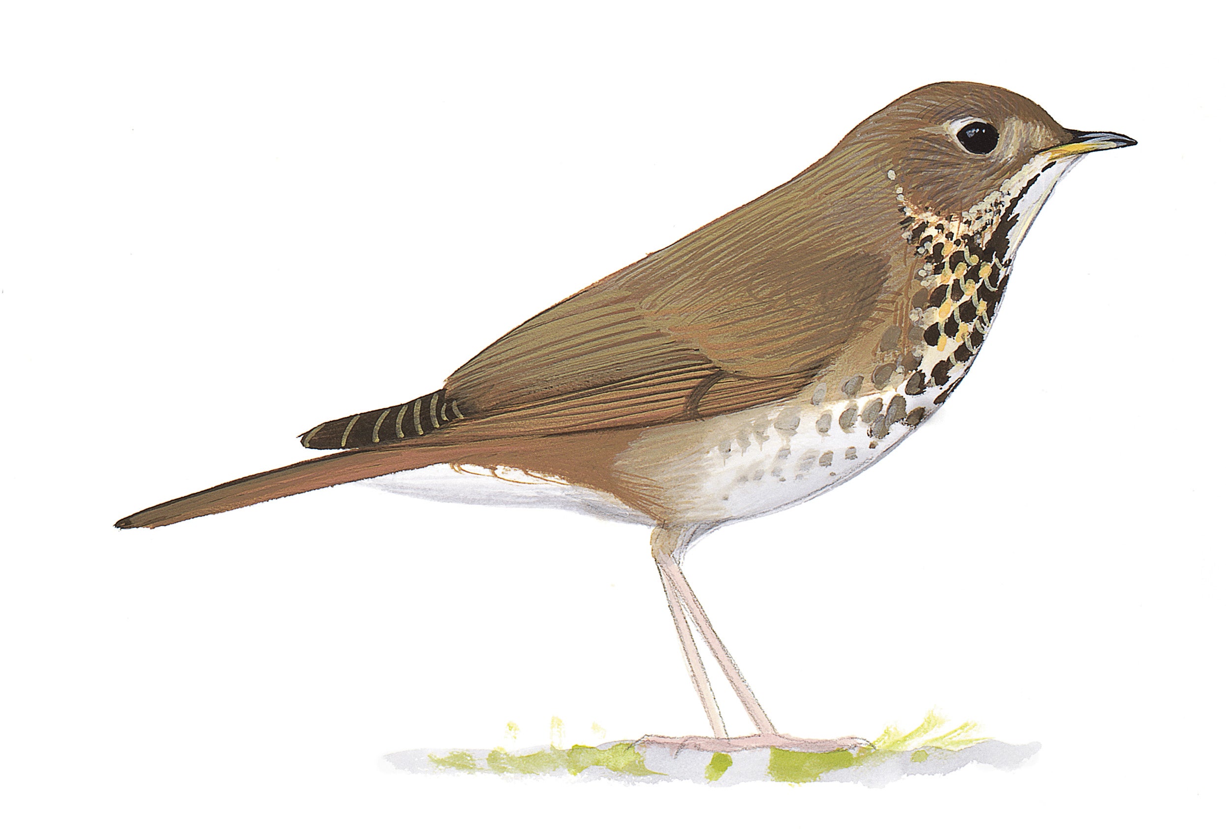 Bicknell's Thrush