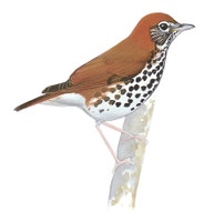 Wood Thrush