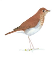 Veery