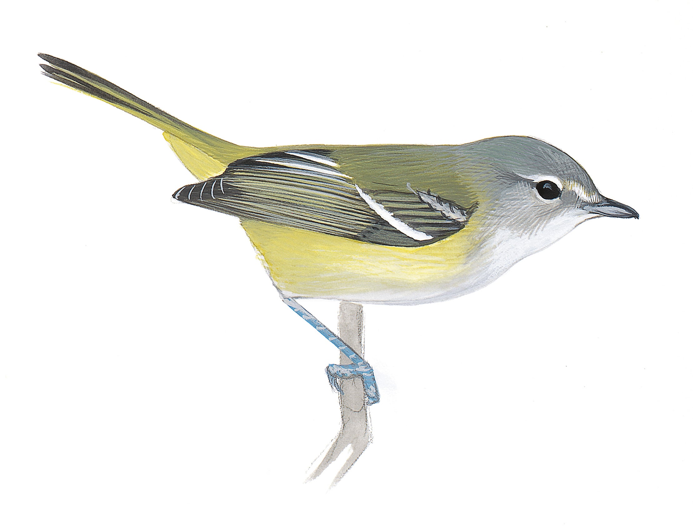 Vireo de Bell