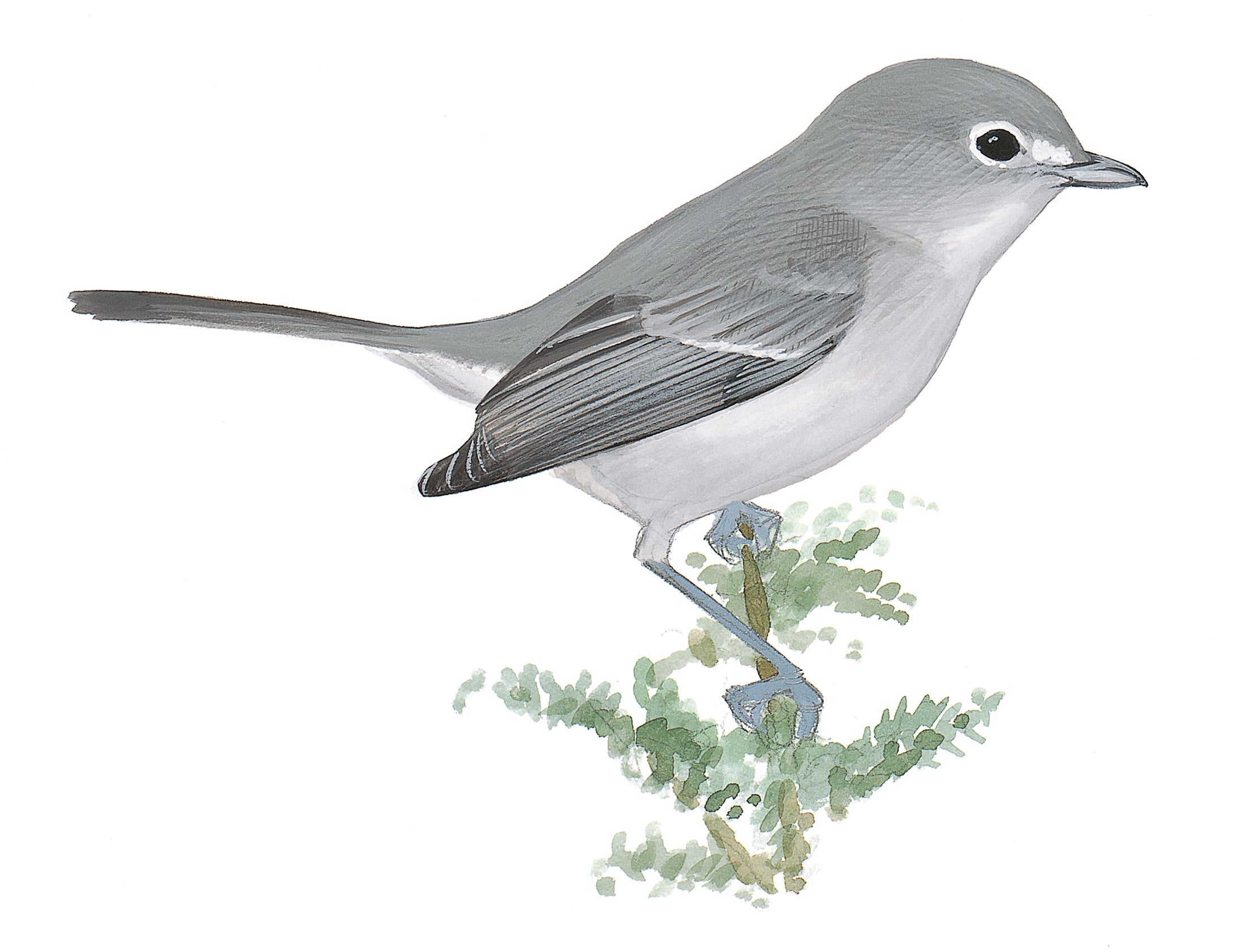 Vireo Gris