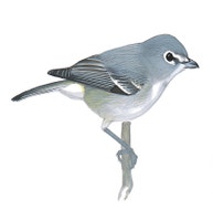 Plumbeous Vireo