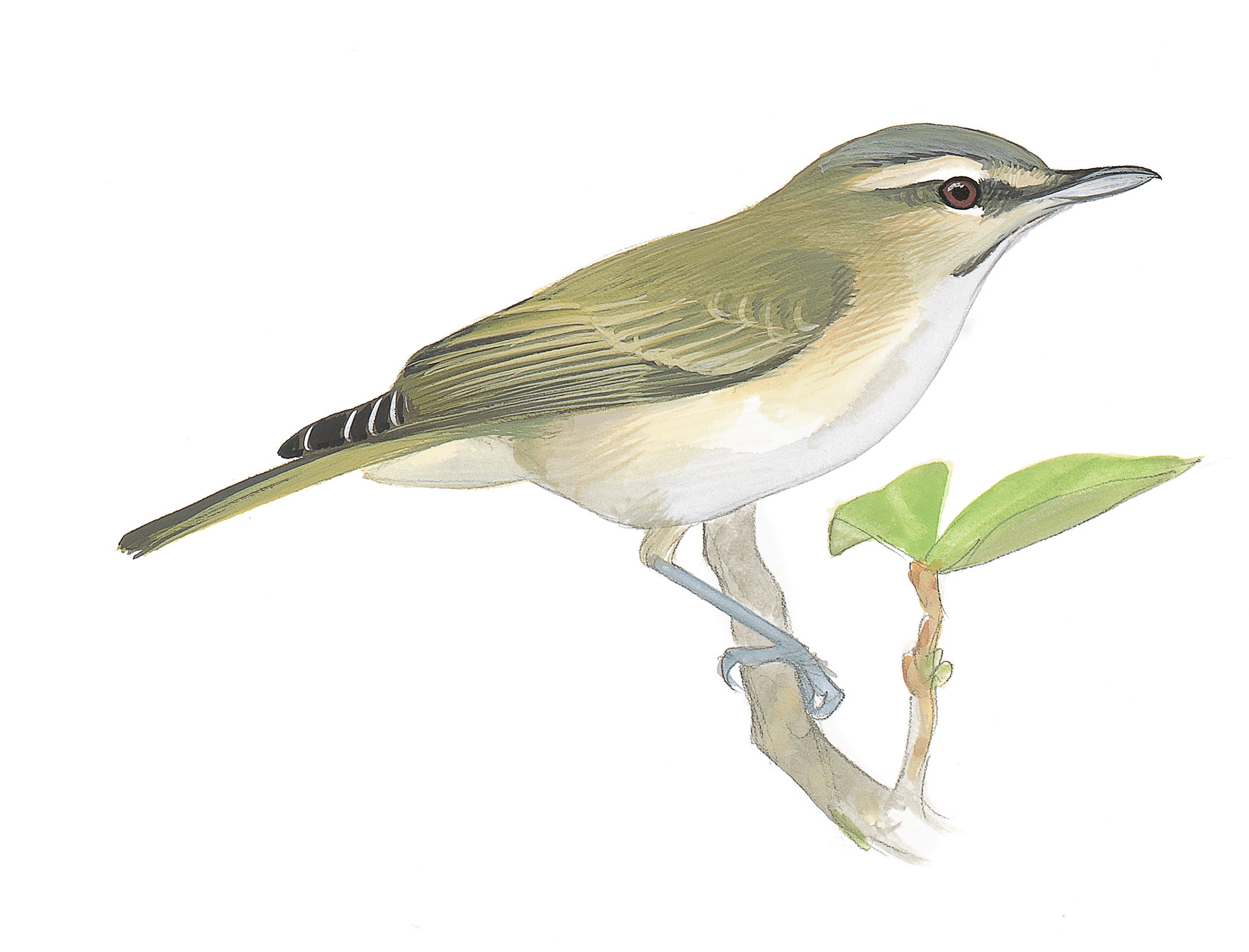 Vireo Bigotudo