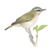 Black-whiskered Vireo