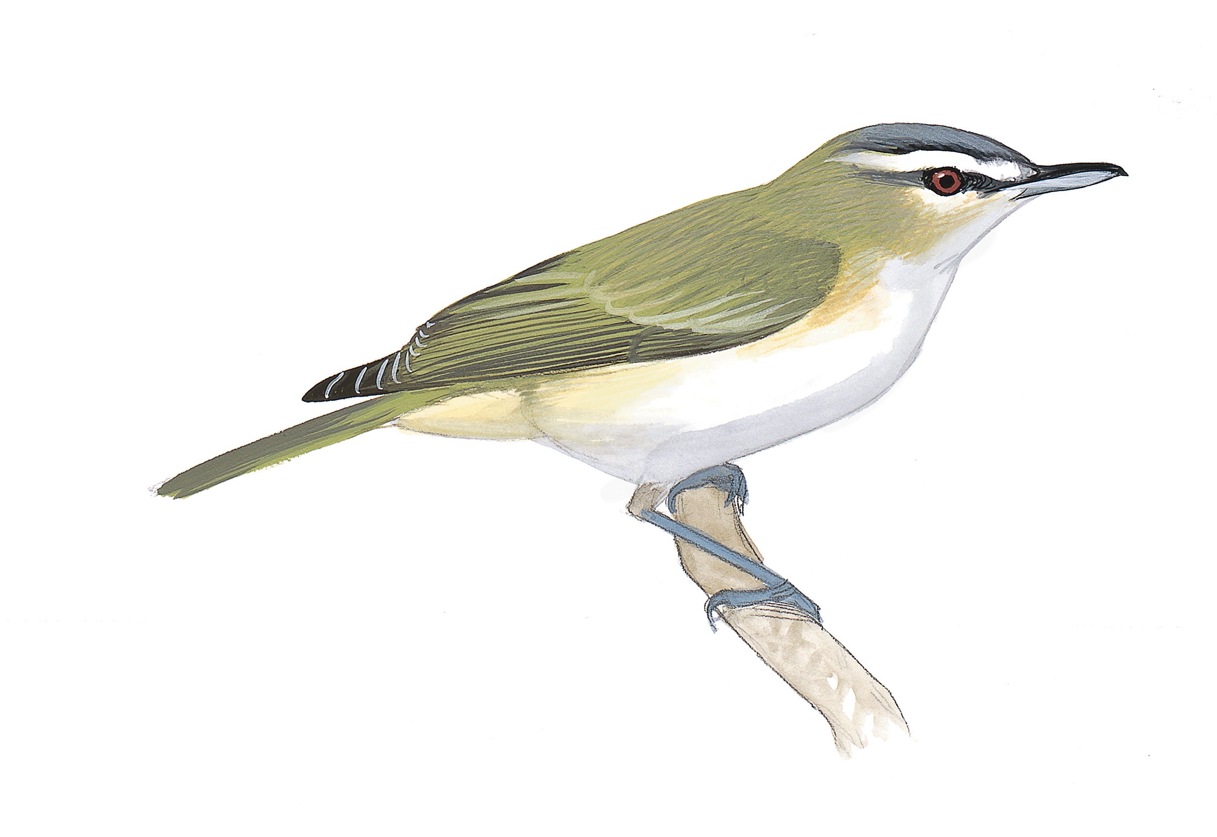 Vireo Ojos Rojos