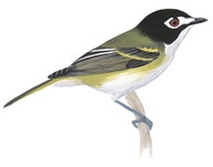 Black-capped Vireo