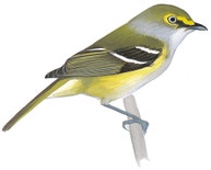 White-eyed Vireo