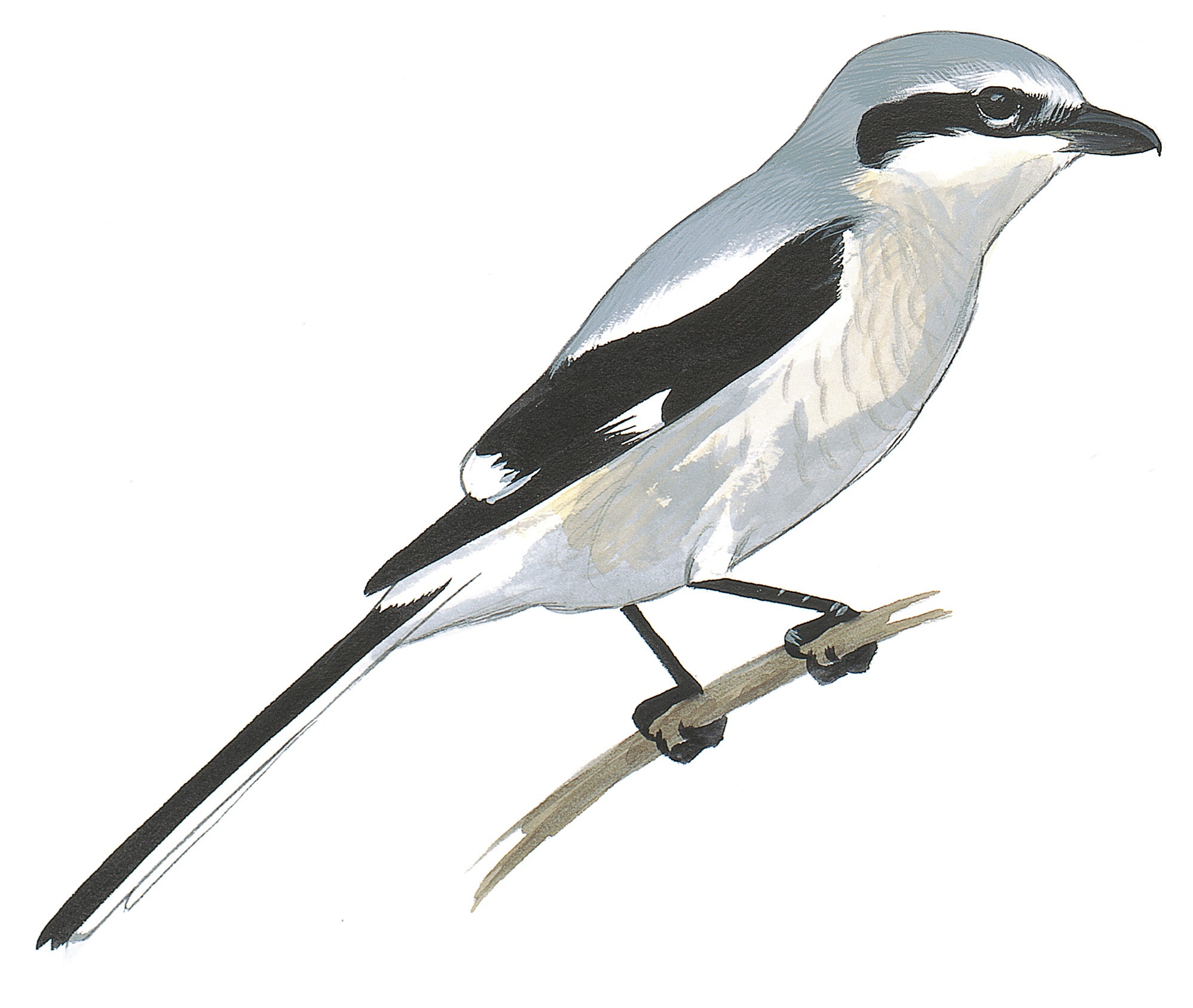 Northern Shrike