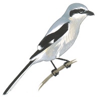 Northern Shrike
