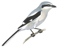 Northern Shrike