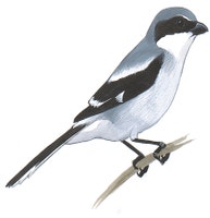 Loggerhead Shrike