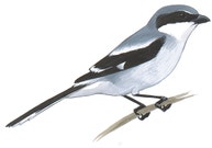 Loggerhead Shrike