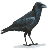 Chihuahuan Raven