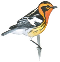 Blackburnian Warbler