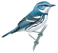 Cerulean Warbler