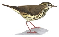 Northern Waterthrush