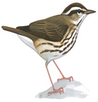 Louisiana Waterthrush