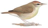 Swainson's Warbler