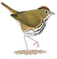 Ovenbird