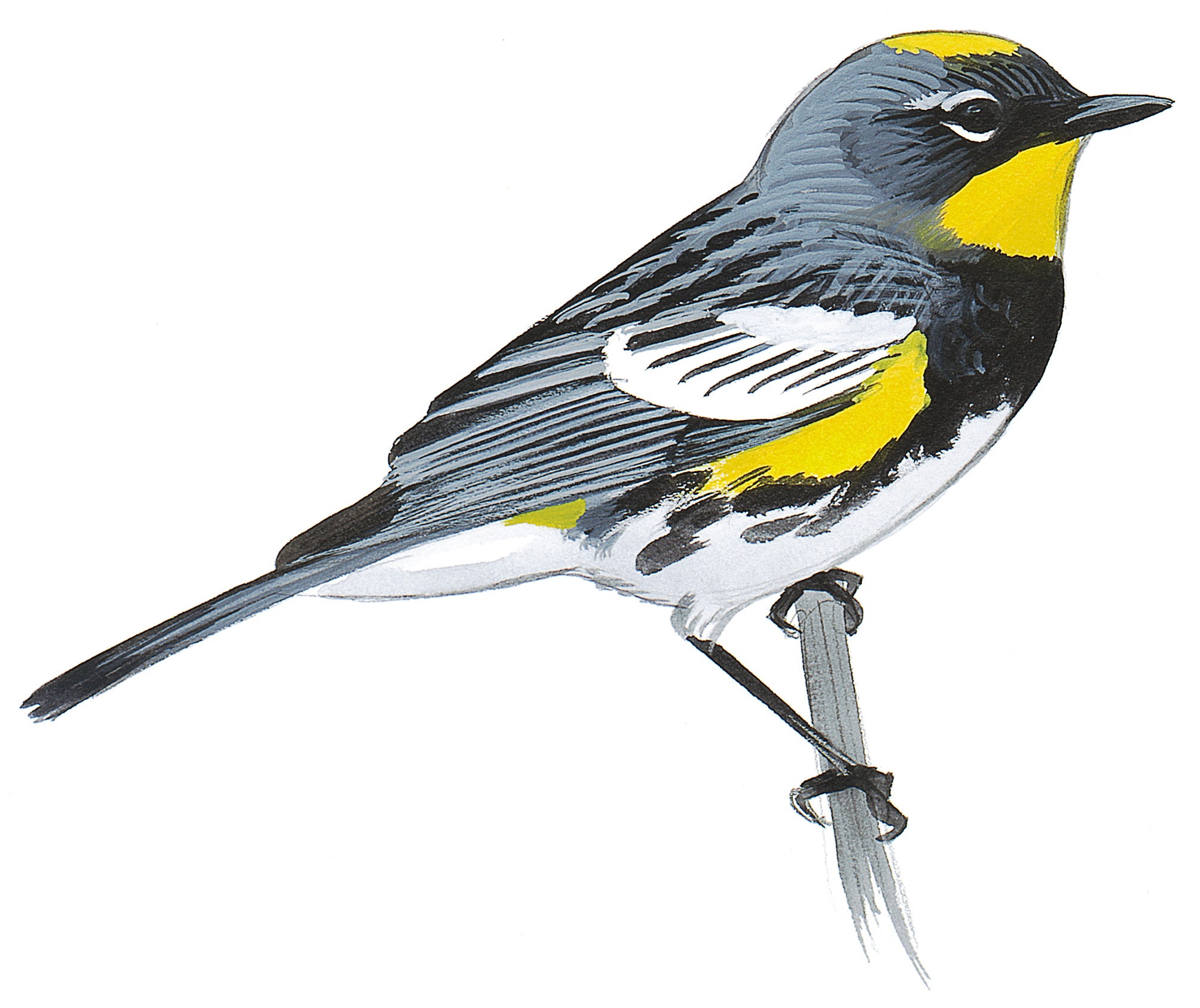 Chipe Rabadilla Amarilla