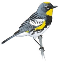 Yellow-rumped Warbler
