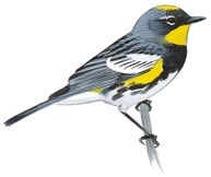 Yellow-rumped Warbler