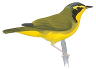 Kentucky Warbler