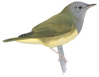 Connecticut Warbler