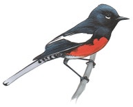 Painted Redstart