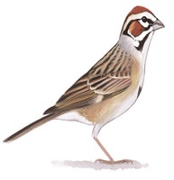Lark Sparrow