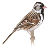 Harris's Sparrow