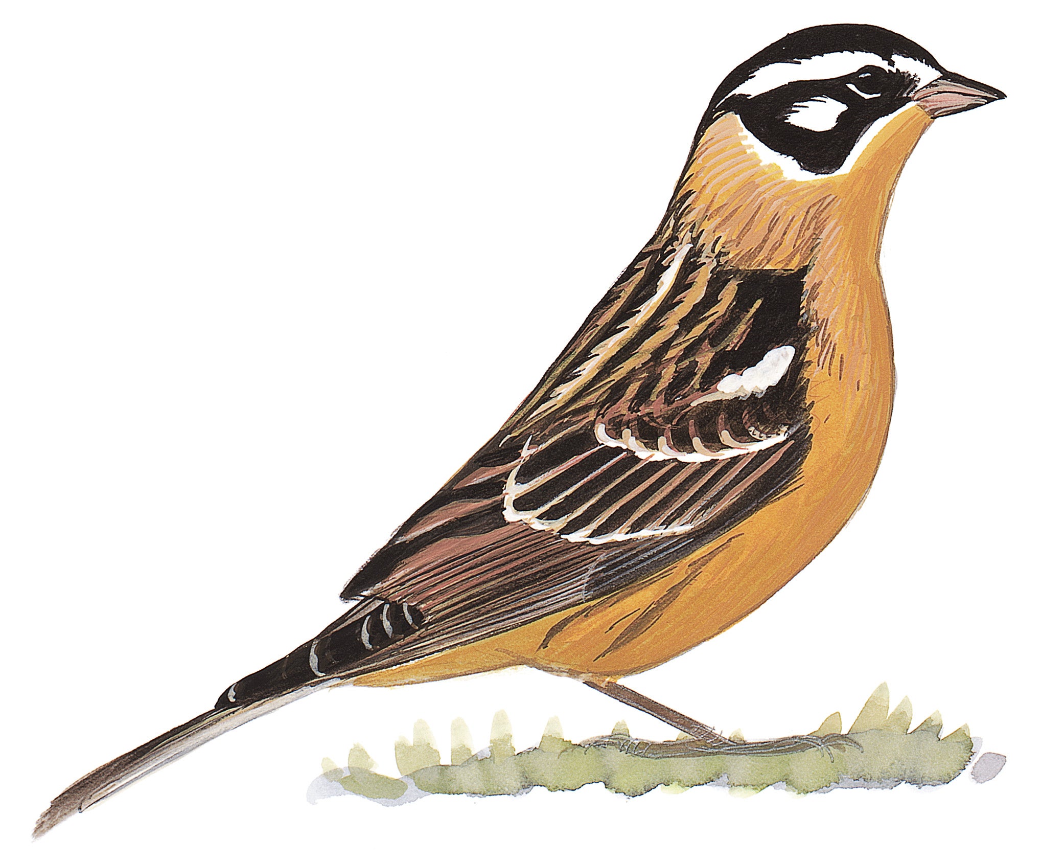 Smith's Longspur