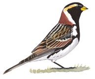 Lapland Longspur