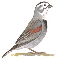 Thick-billed Longspur