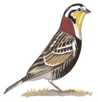 Chestnut-collared Longspur