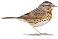 Lincoln's Sparrow