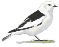 Snow Bunting