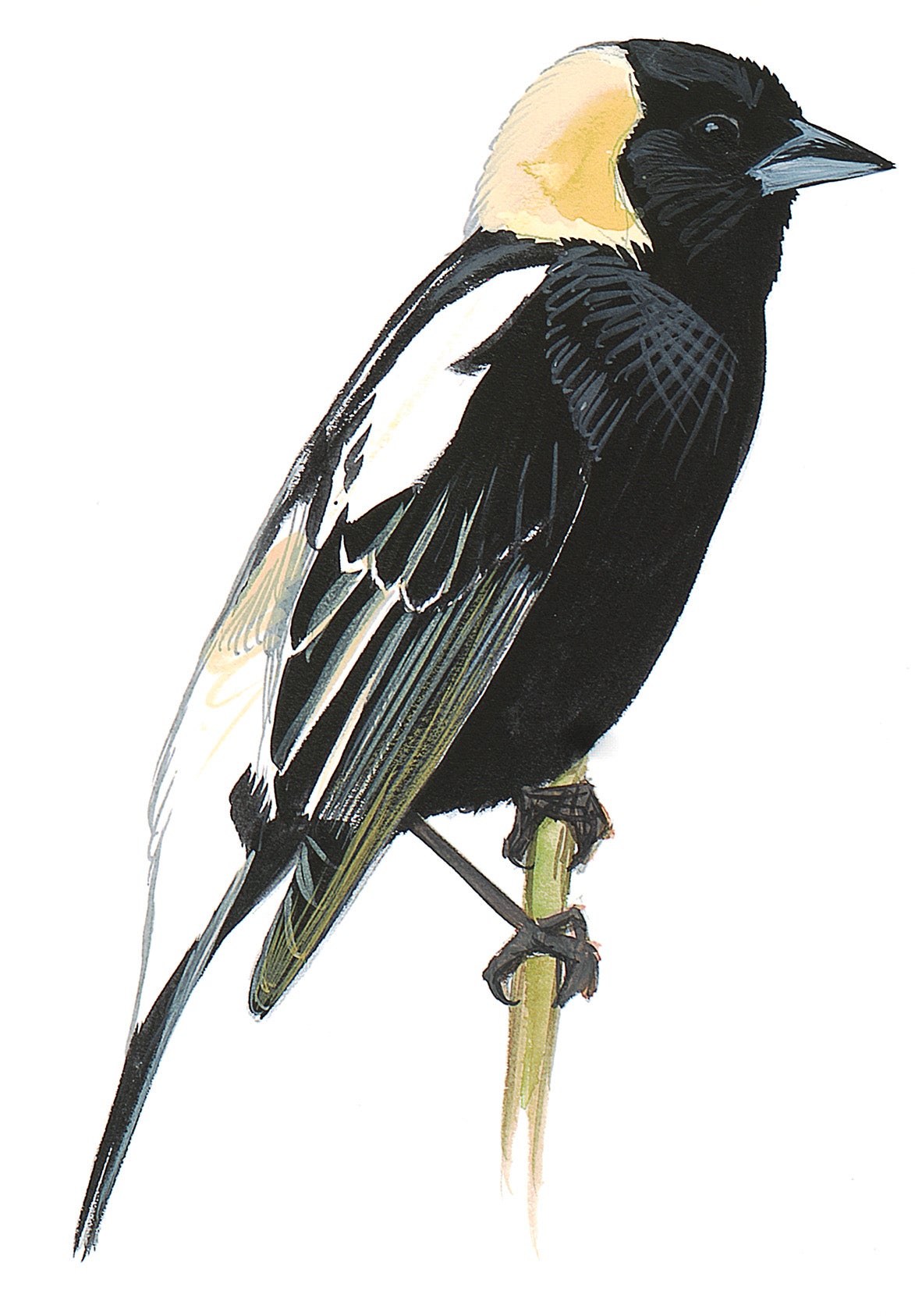 Tordo Arrocero
