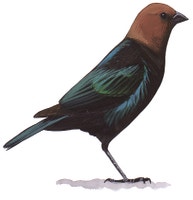 Brown-headed Cowbird