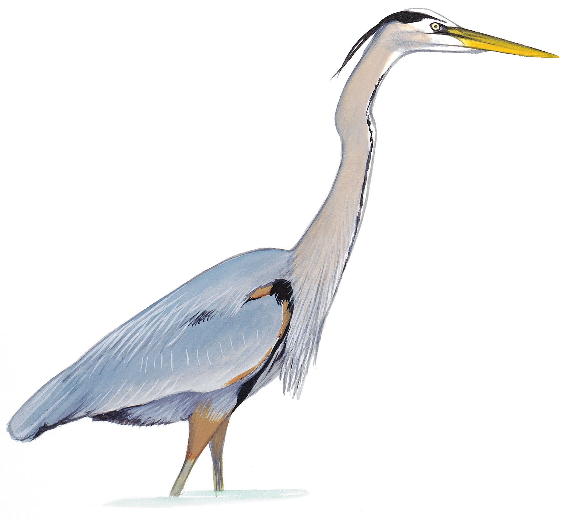 Great Blue Heron
