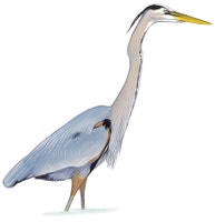 Great Blue Heron