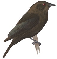 Bronzed Cowbird